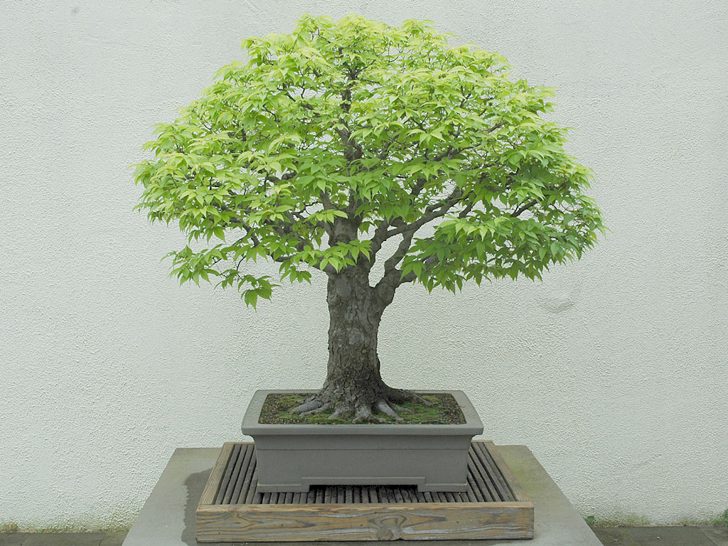 Japanese zelkova